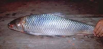 Cá duồng bay, đặc sản Đồng Nai là sinh vật thế nào? - Ảnh 5.