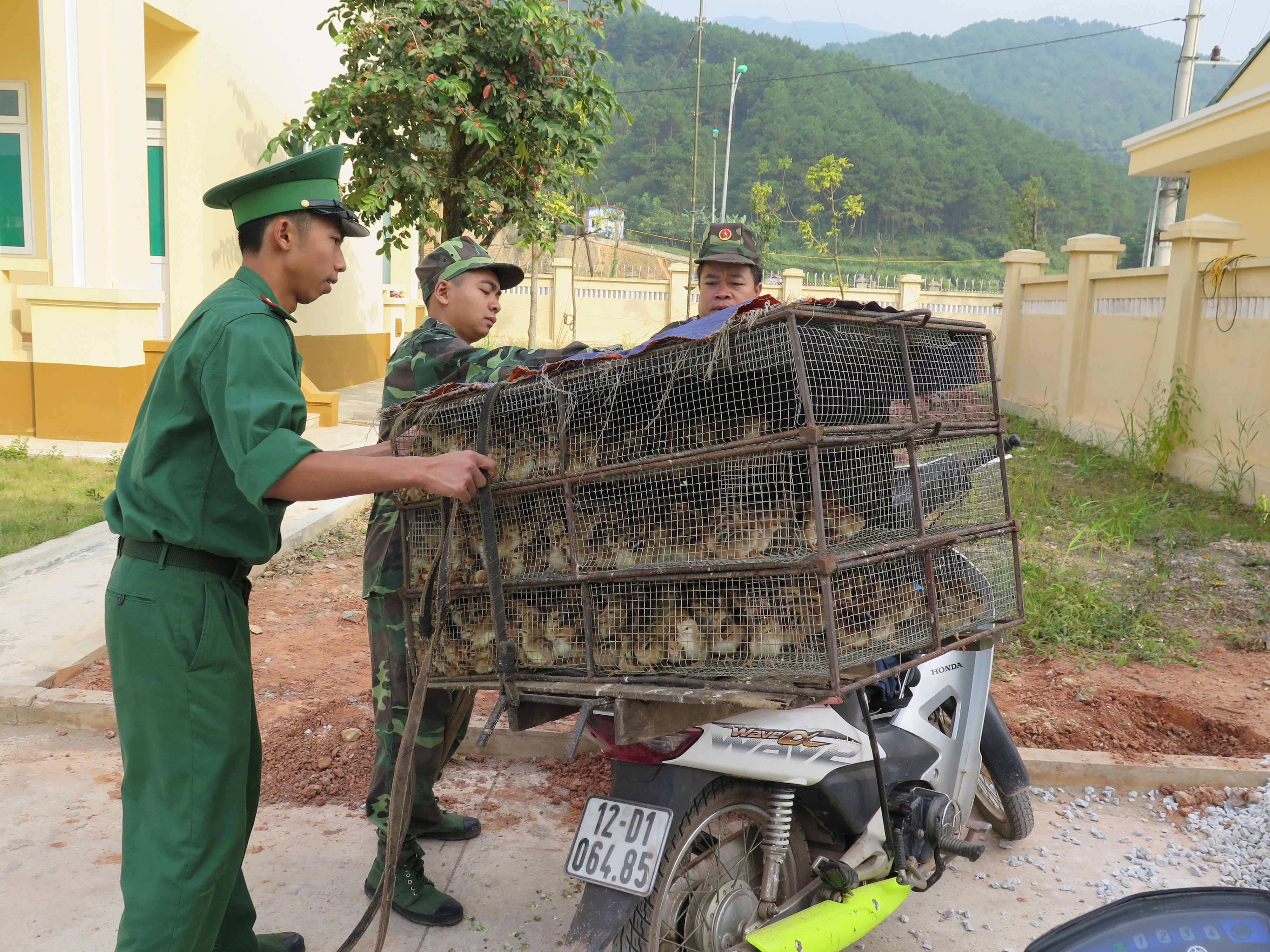 Không chủ quan với cúm A/H7N9!