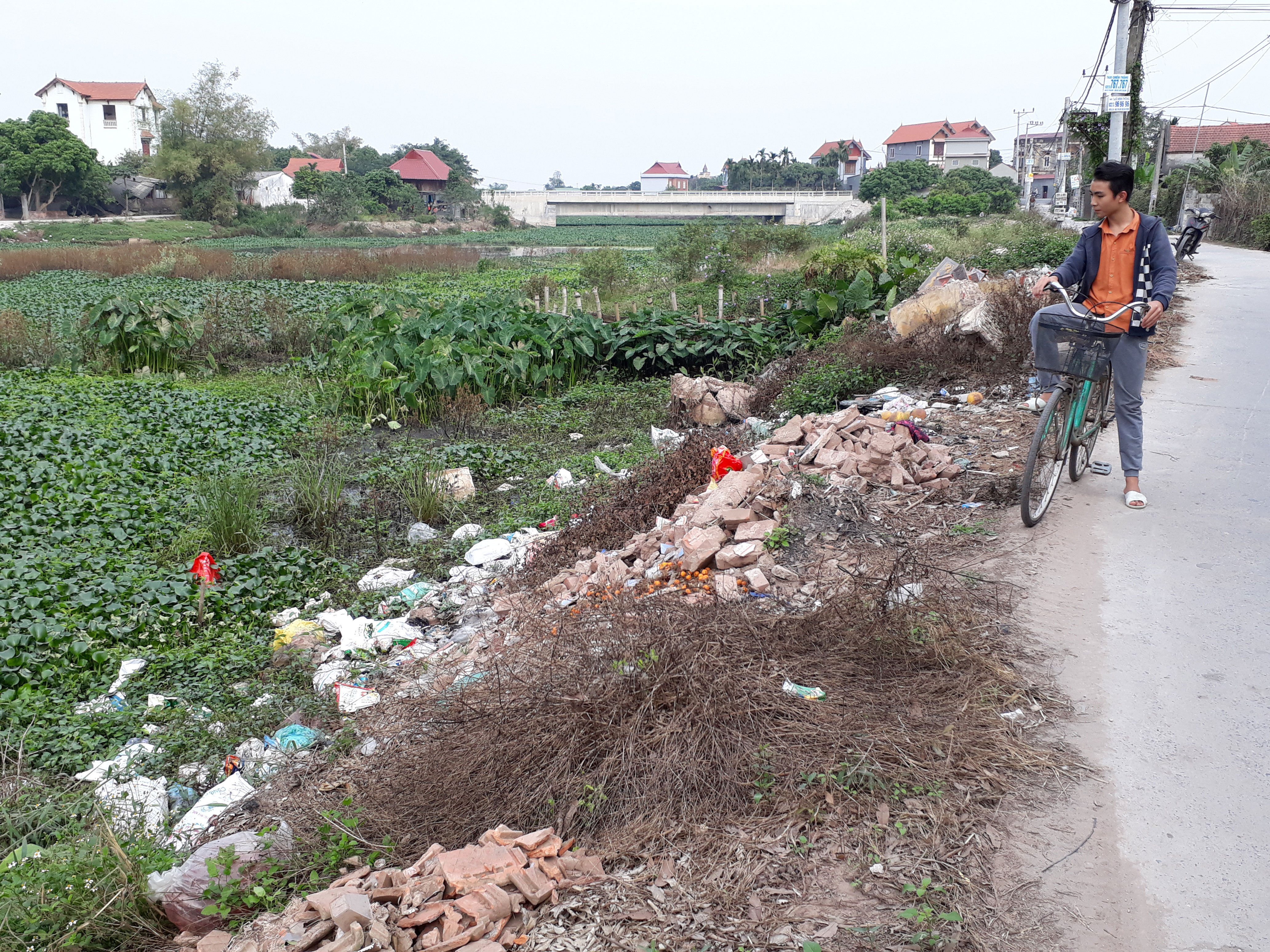Gà Đông Tảo chết bất thường