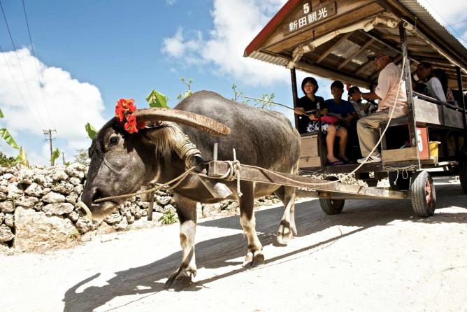 
Taxi b&ograve; ở đảo Taketomi. Ảnh: Ajarl/Flickr
