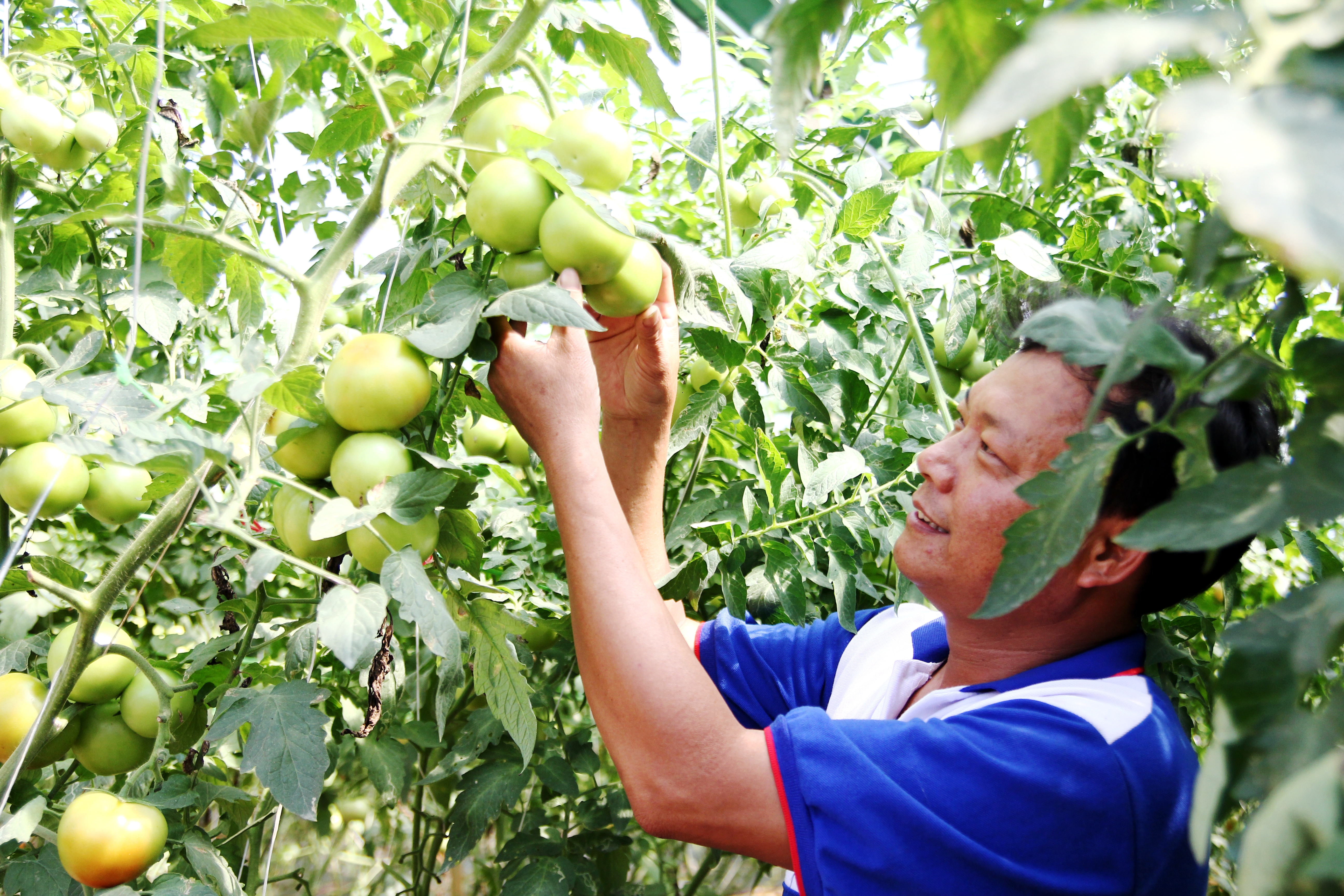 Theo ông Nhã, ở đất B’Lao (TP Bảo Lộc) hầu hết ai cũng canh tác cà phê và trà (chè), nhiều năm trở lại đây giá cả những loại cây này lại không ổn định khiến nhiều người gặp khó khăn. Trước tình hình kinh tế bấp bênh, ông Nhã đã mạnh dạng chuyển đổi đất trồng trà sang trồng cây cà chua giống Nhật Bản.