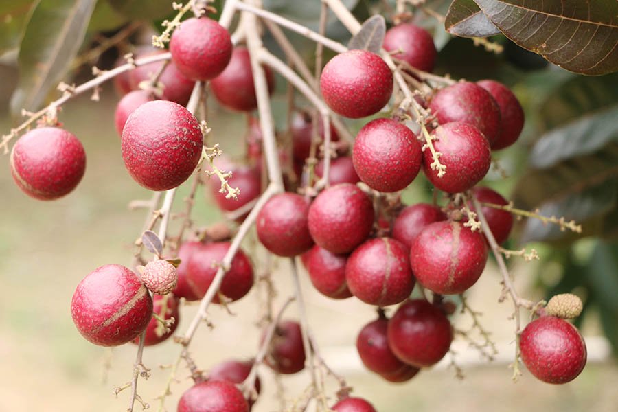 Nh&atilde;n t&iacute;m độc nhất v&ocirc; nhị miền T&acirc;y: Nh&igrave;n l&agrave; m&ecirc;, sờ l&agrave; th&iacute;ch - Ảnh 6.