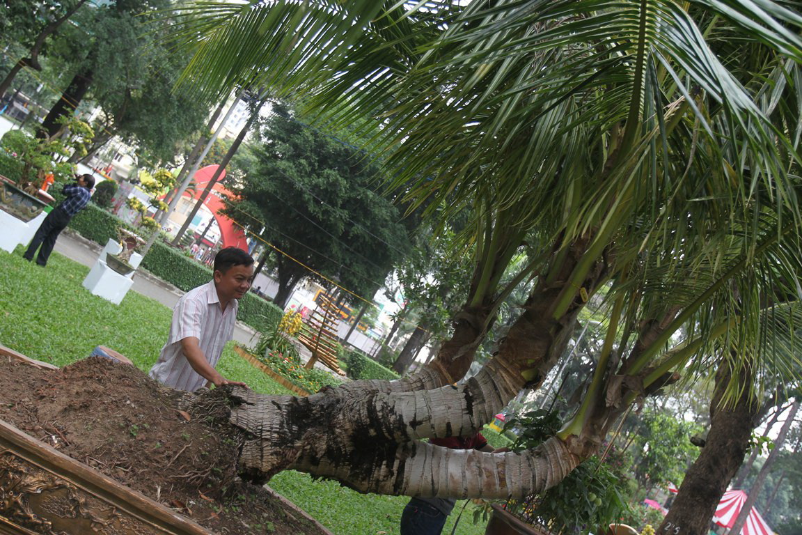 Cây dừa 3 ngọn là loại rất hiếm gặp