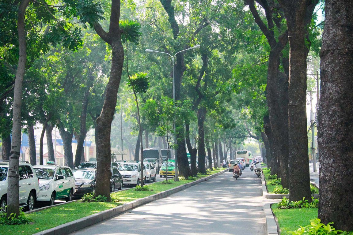 Hàng cổ thụ trên đường Tôn Đức Thắng, quận 1, TP HCM Ảnh: HOÀNG TRIỀU