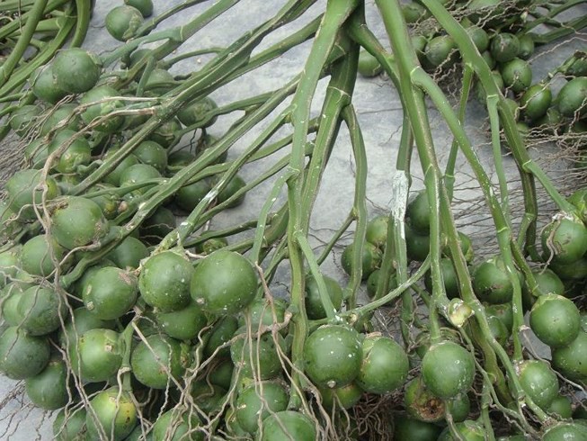Ở tù vì 6 buồng cau