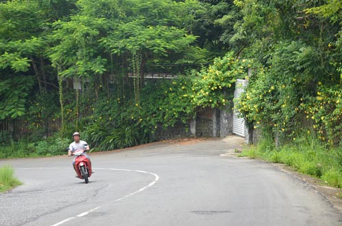 Cần thanh tra toàn diện Sơn Trà - Ảnh 2.
