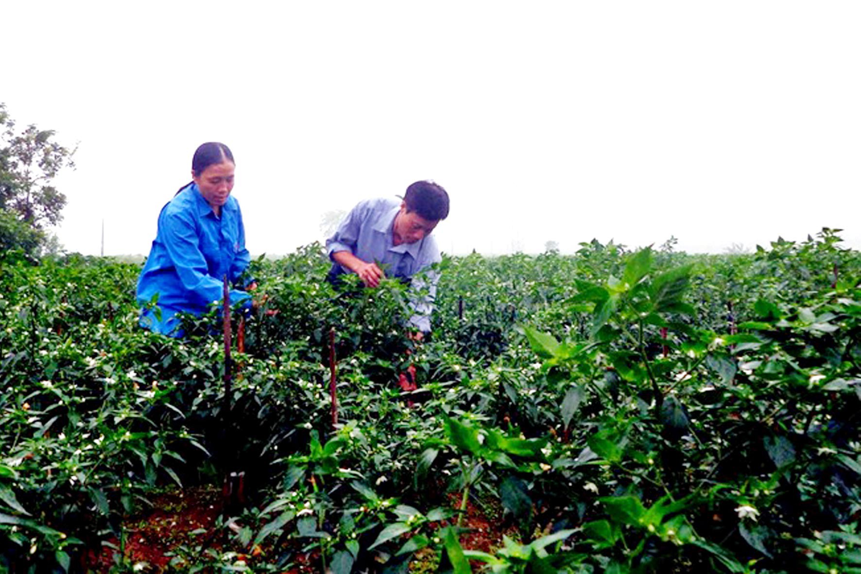 Khát vọng mùa màng