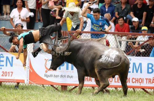Có nên cấm lễ hội chọi trâu ở Đồ Sơn?