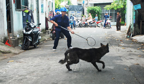 Bắt chó thả rông: Cần thiết!
