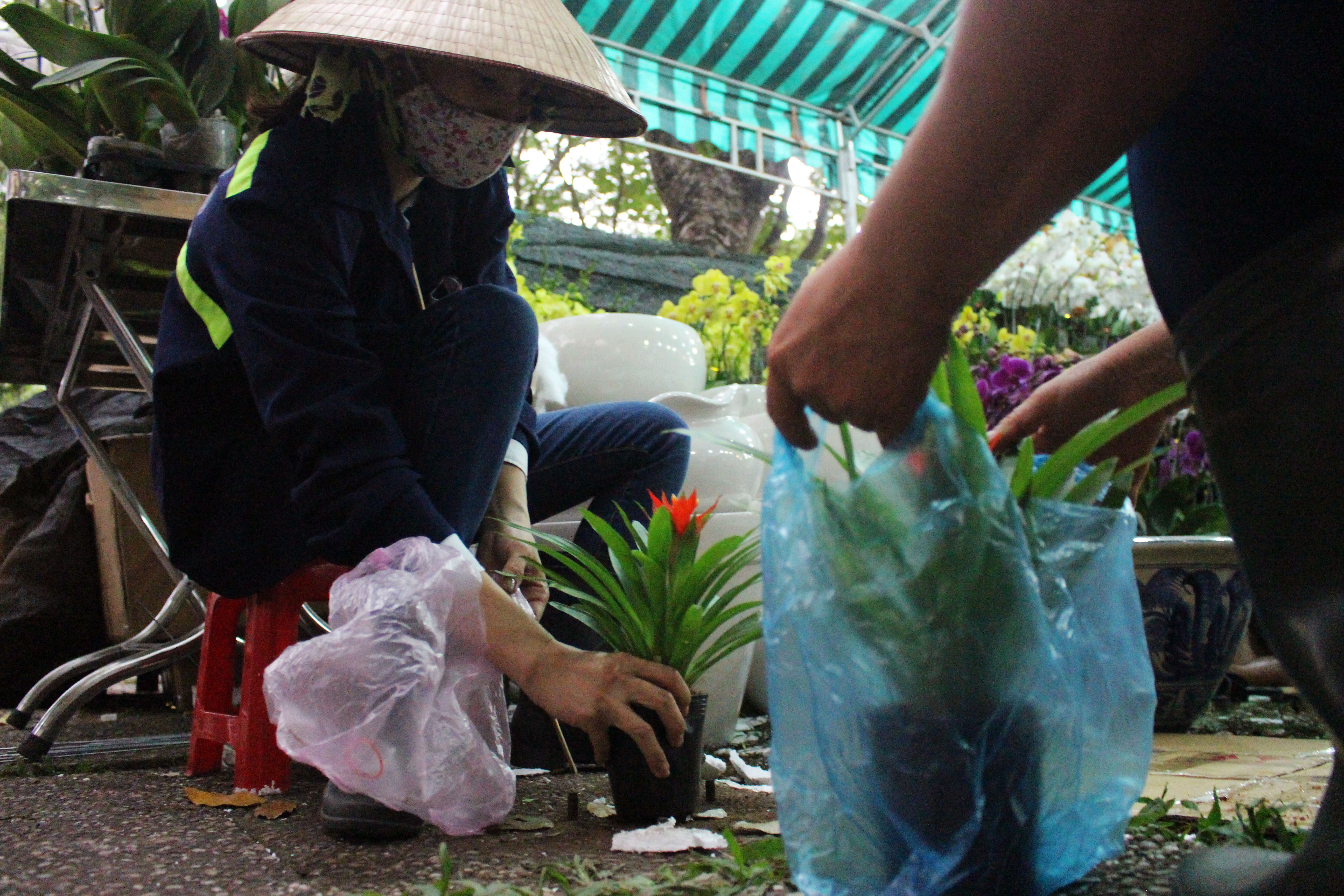 Tranh thủ thời gian nghỉ giải lao, hai nh&acirc;n vi&ecirc;n của c&ocirc;ng ty c&acirc;y xanh ghé vào c&ocirc;ng vi&ecirc;n 23-9 tìm mua 2 c&acirc;y địa lan đ&ecirc;̉ v&ecirc;̀ nhà chưng t&ecirc;́t.