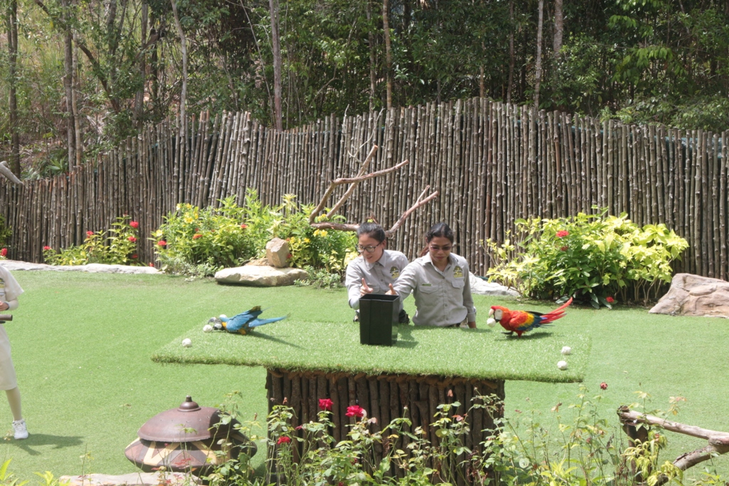 Mãn nhãn với màn biễu diễn thú ở Safari Phú Quốc - Ảnh 8.