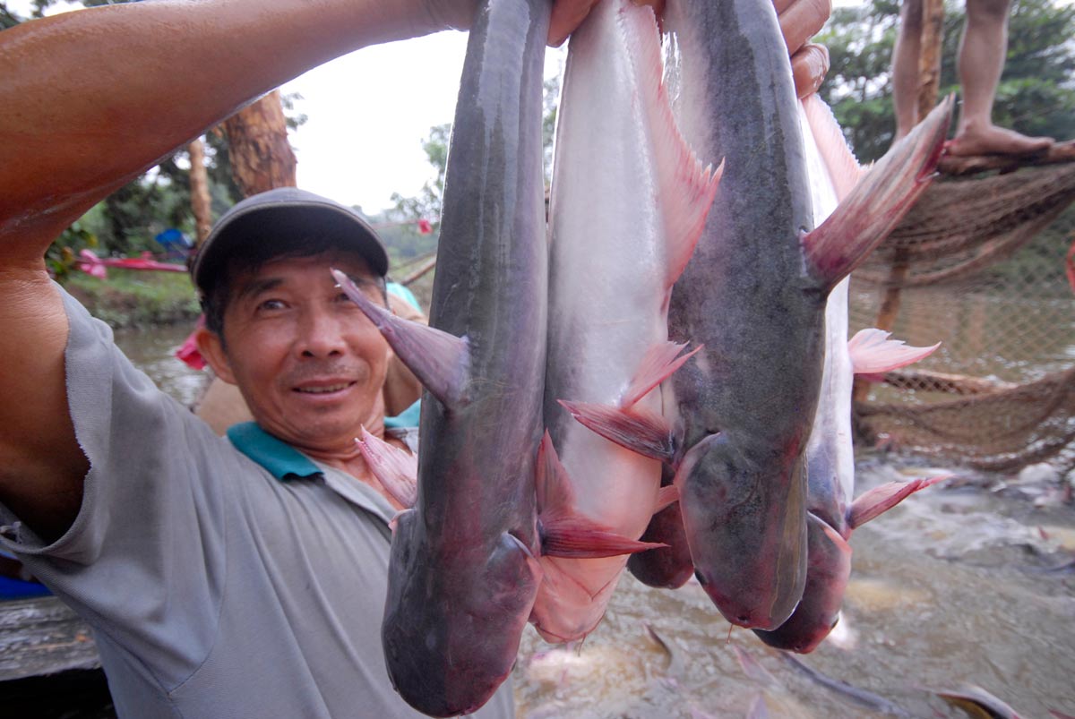 Chuyên gia khuyến cáo nông dân không nên ồ ạt mở rộng diện tích nuôi mới cá tra Ảnh: NGỌC TRINH