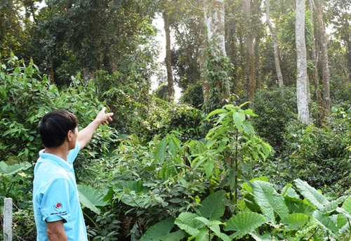 Tiếp sức rừng thiêng - Ảnh 2.