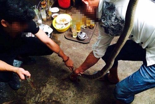 Biết độc vẫn liều