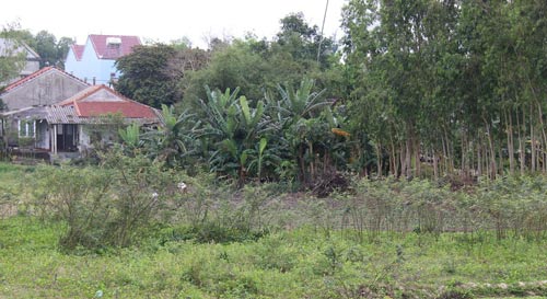 Điêu đứng vì mai dương
