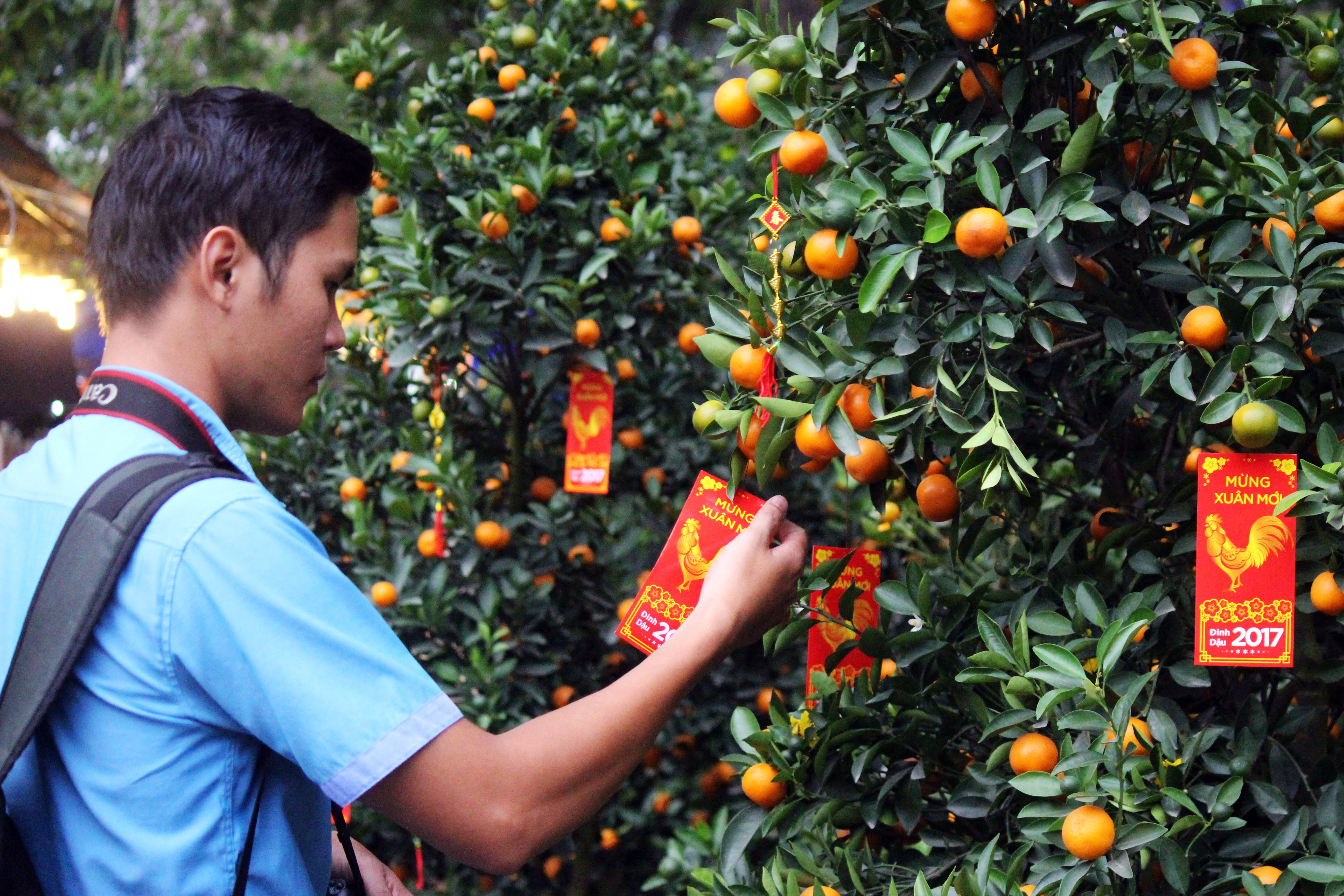 Những c&acirc;y qu&acirc;́t trĩu quả là mặt hàng hút khách.