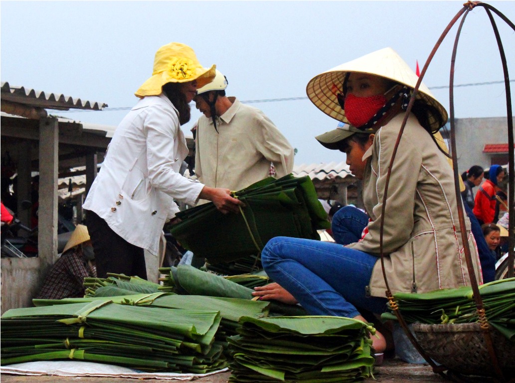 Nhờ việc hái lá rừng, nhiều hộ dân đã kiếm bạc triệu trong những dịp Tết Nguyên đán