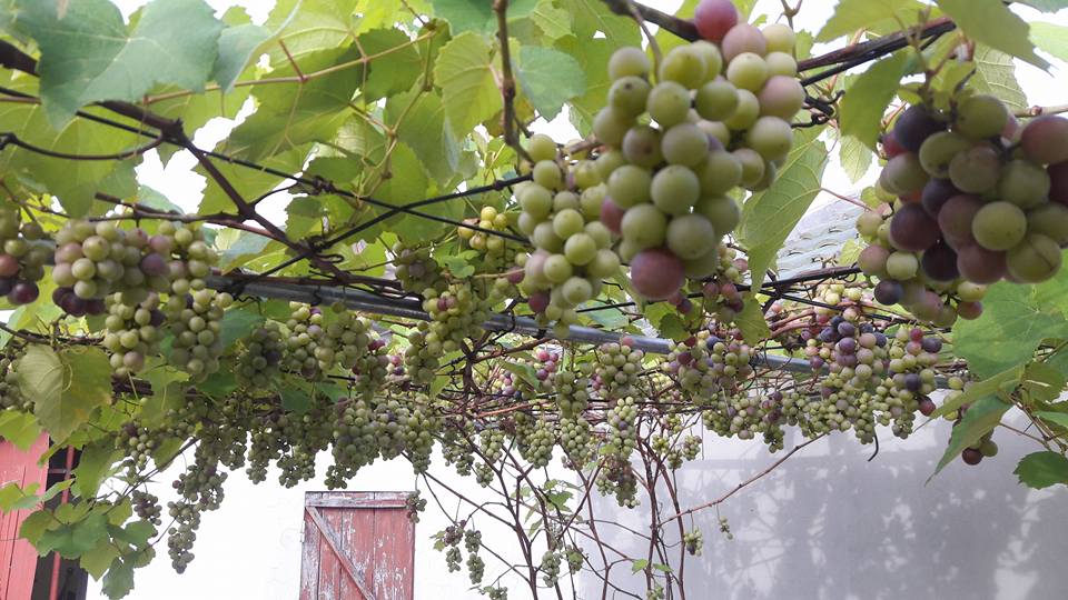 35m2 sân thượng thu 2 tạ nho - Ảnh 9.
