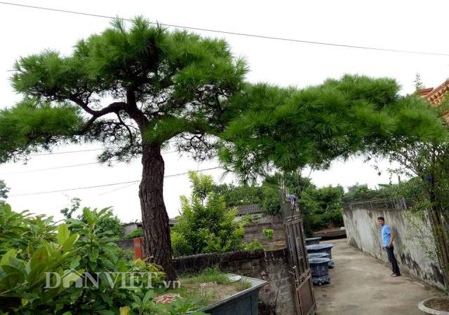 C&acirc;y Vạn t&ugrave;ng C&ocirc;n Sơn Kiếp Bạc 200 năm tuổi: Gi&aacute; hơn 2 tỉ - Ảnh 2.
