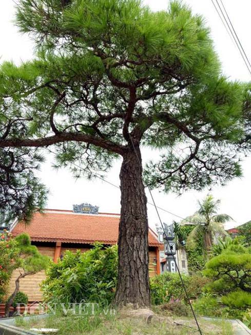 C&acirc;y Vạn t&ugrave;ng C&ocirc;n Sơn Kiếp Bạc 200 năm tuổi: Gi&aacute; hơn 2 tỉ - Ảnh 4.