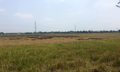 Đất nông nghiệp tại Bình Chánh tăng giá gấp đôi chỉ trong 4 tháng qua. Ảnh: V.L