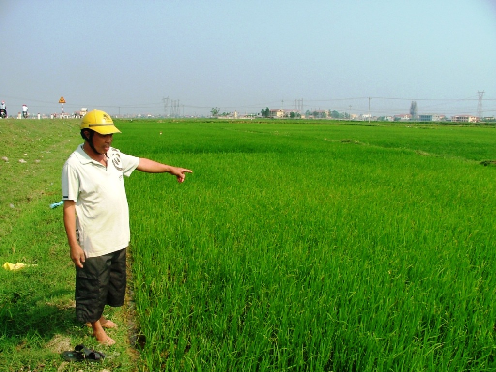Những cánh đồng ở Quảng Bình phũ trắng một màu xanh, khác với khung cảnh xác xơ sau những ngày lũ đi qua (ảnh Minh Tuấn)