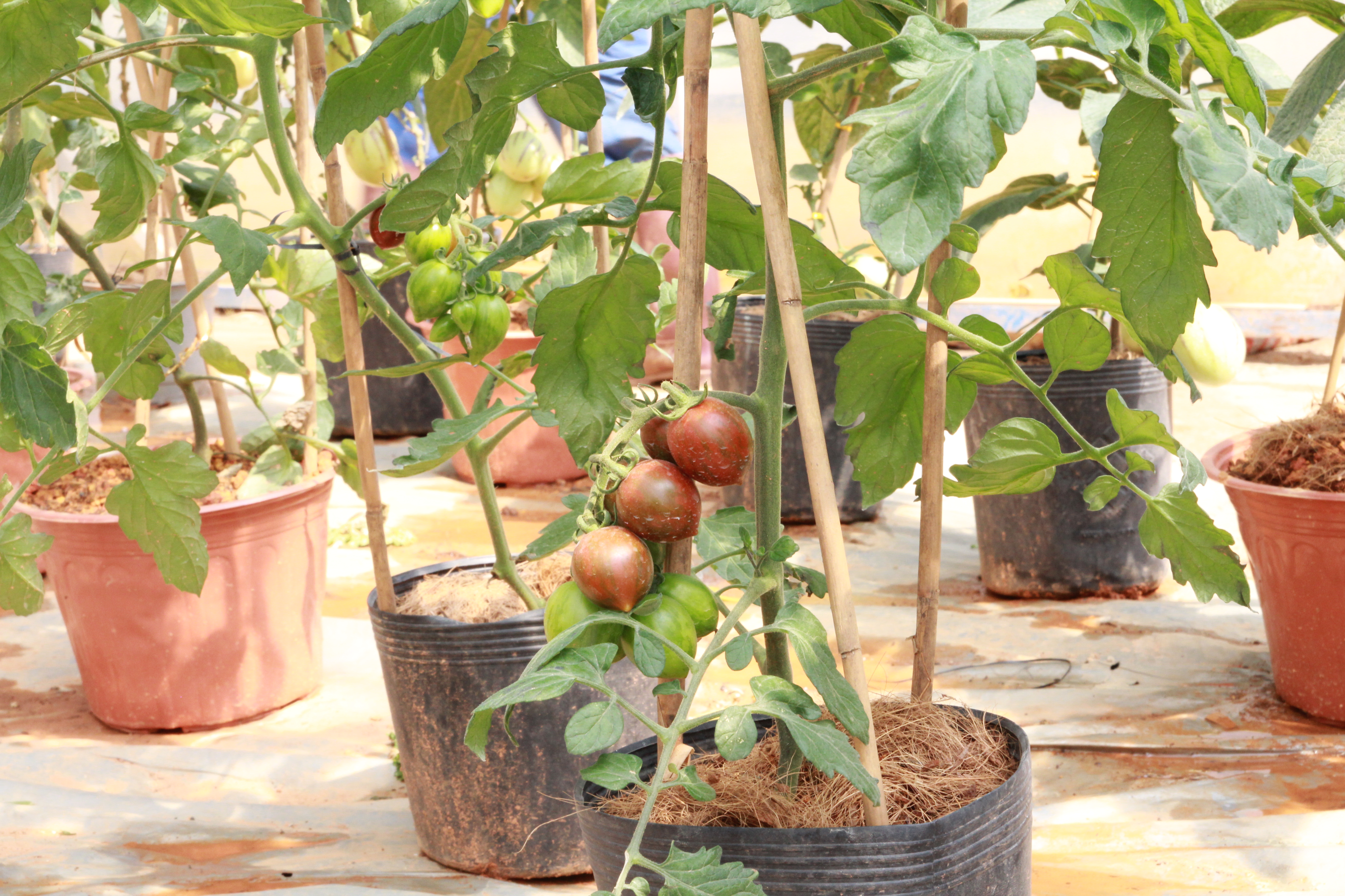 
C&agrave; chua đen, dưa Pepino c&oacute; gi&aacute; 150.000 - 250.000 đồng/chậu đ&atilde; được nhiều kh&aacute;ch đặt h&agrave;ng tại vườn.
