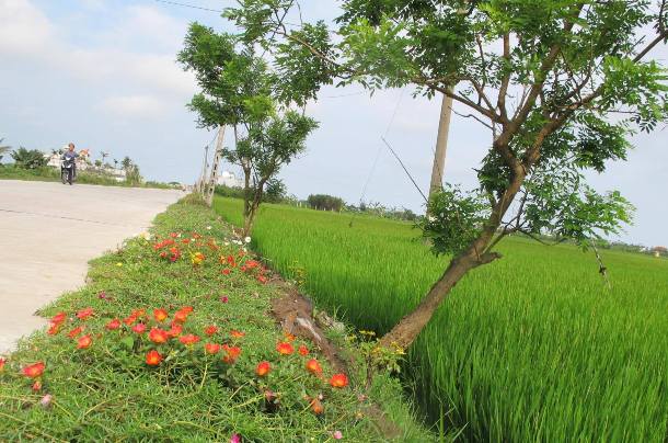 Ngỡ ngàng những con đường hoa rực rỡ làng quê miền Bắc