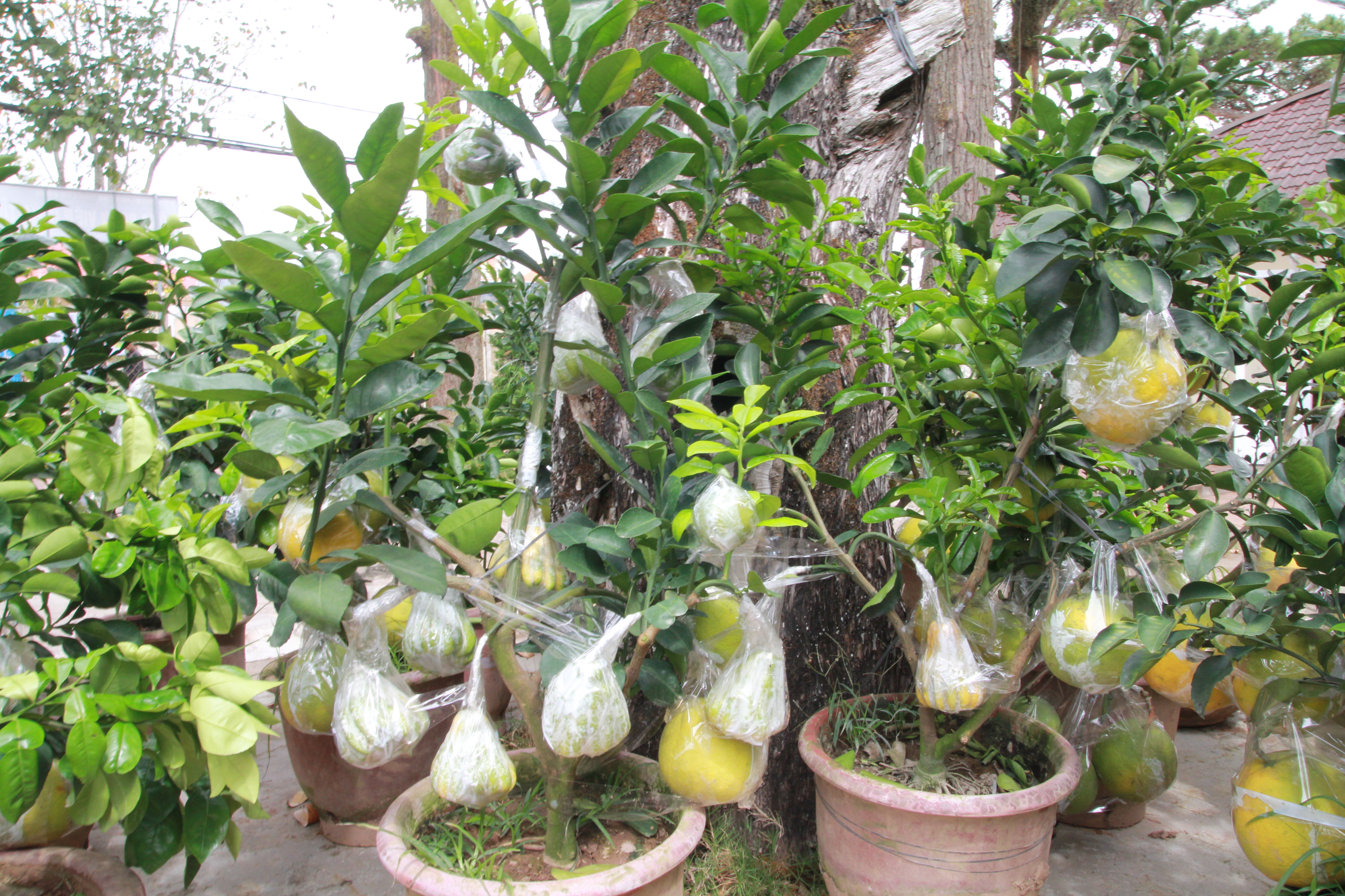 
Bonsai kiểng 3 trong 1 được nhiều kh&aacute;ch Đ&agrave; Lạt chọn mua.
