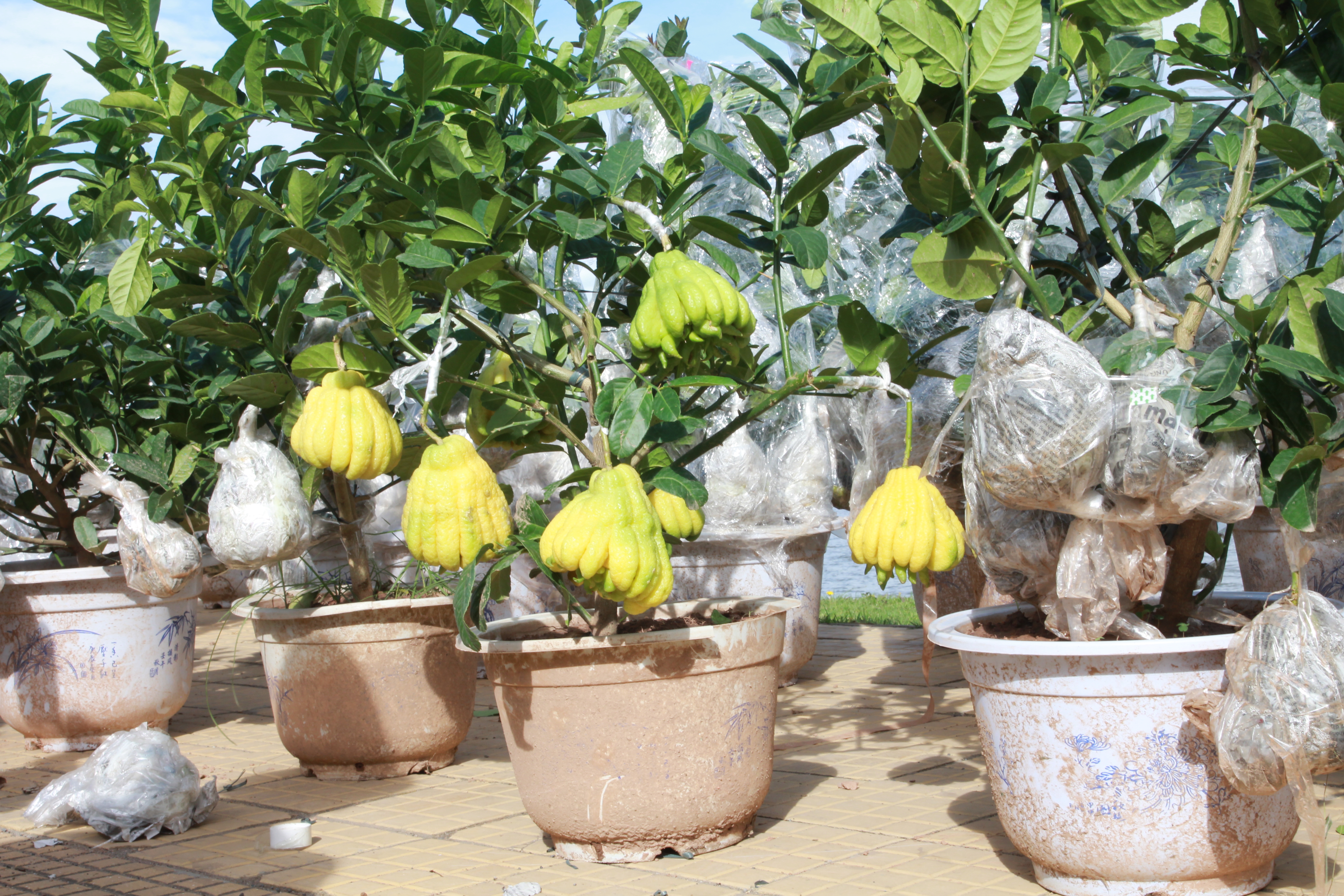 
C&acirc;y phật thủ kiểng từ phương Bắc 5 đến 9 quả, gi&aacute; dao động 2,5 - 3,5 triệu đồng/chậu.
