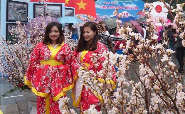 Mãn nhãn với hoa anh đào Nhật Bản nở rộ dưới mưa xuân Hà Nội