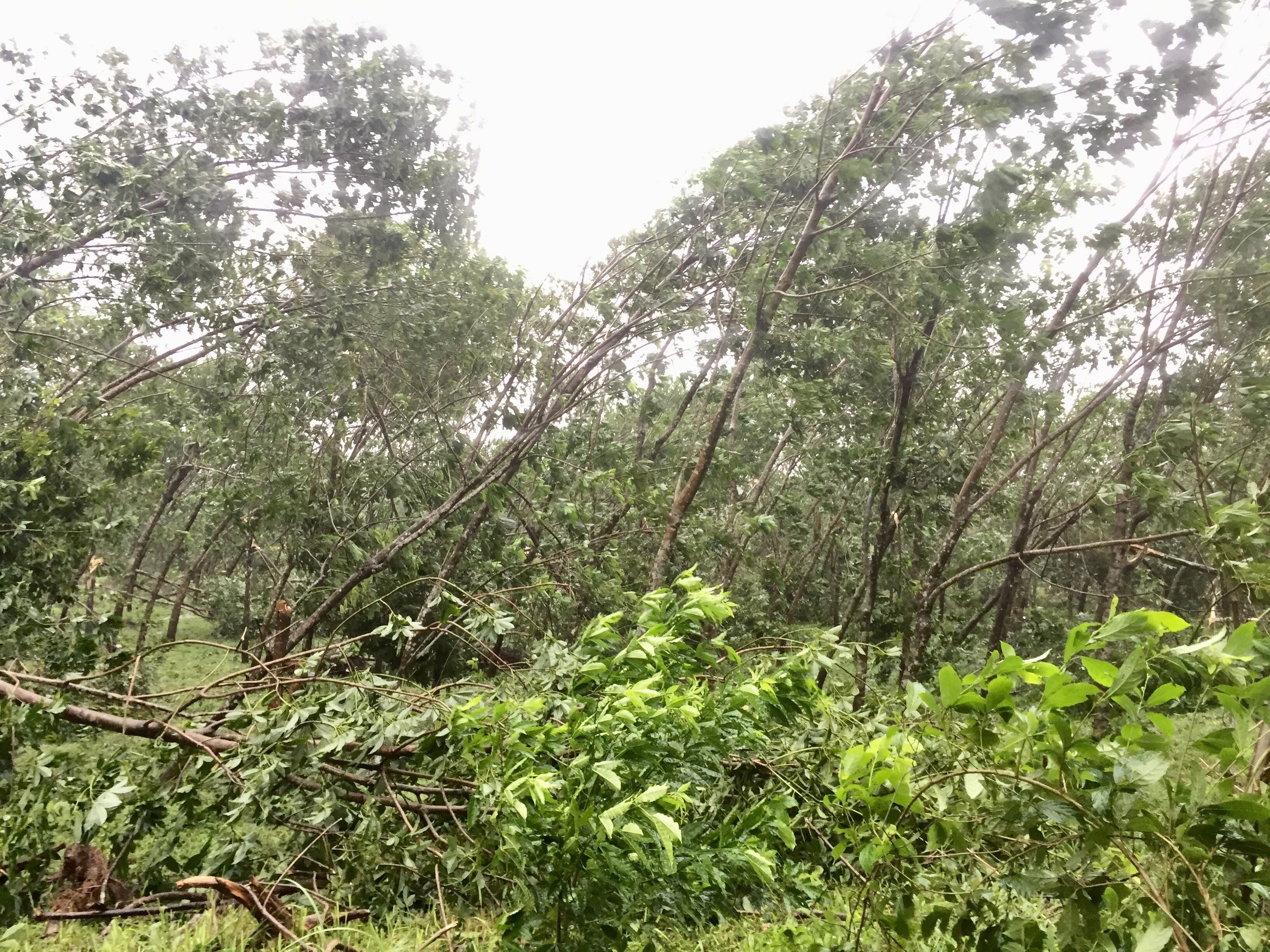 Bão số 10: Cuồng phong quét qua, nhà tốc mái, cây đổ la liệt - Ảnh 6.