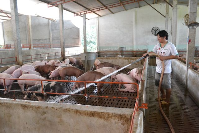 Tết buồn tại “thủ phủ” chăn nuôi heo
