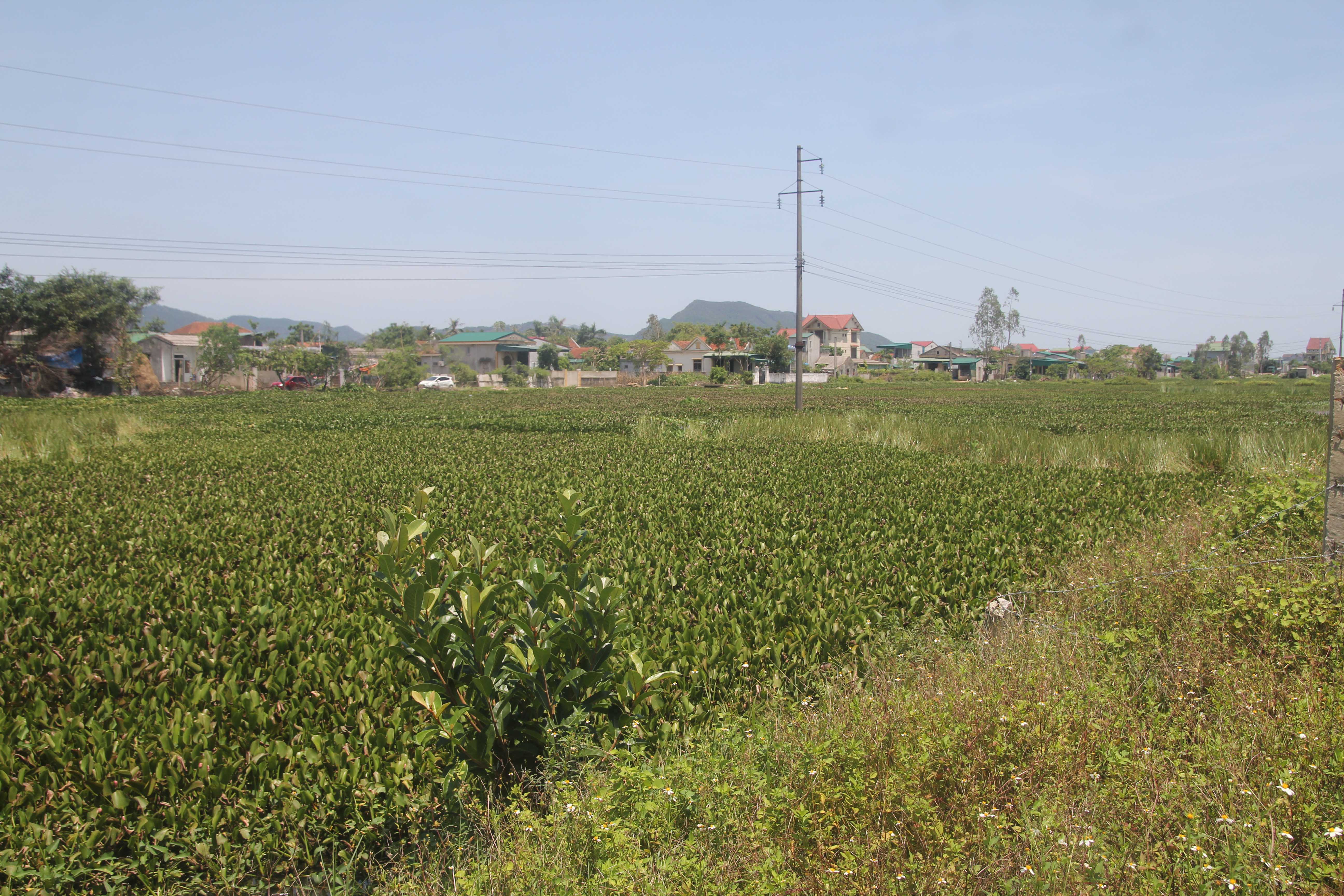 Khổ v&igrave; &ocirc; nhiễm k&eacute;o d&agrave;i - Ảnh 1.