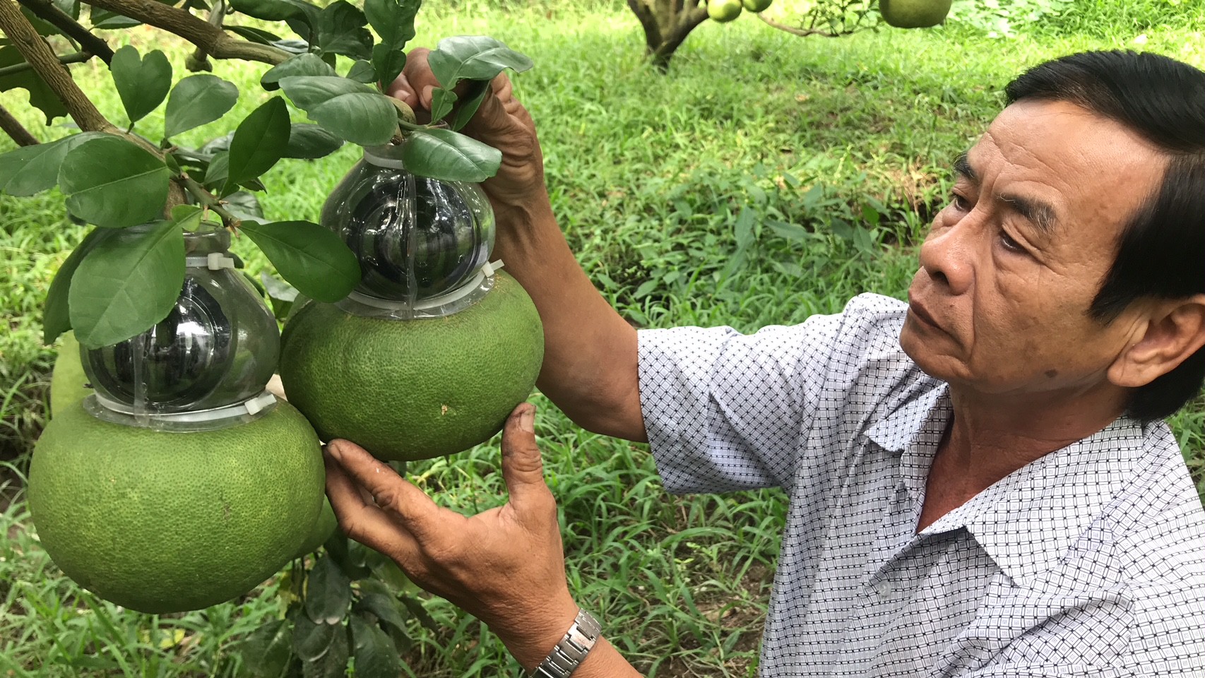 Trái cây độc, lạ sẵn sàng đón Tết - Ảnh 1.