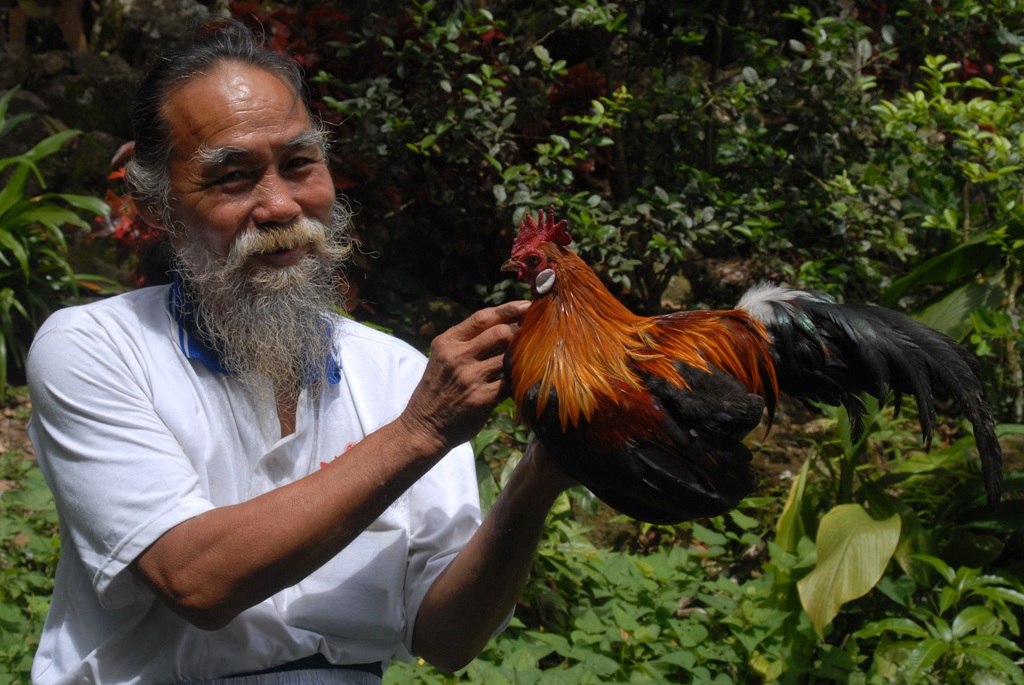 Săn lùng gà kiểng chơi Xuân