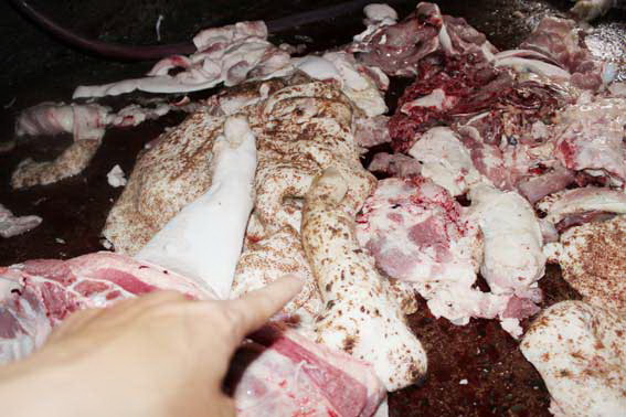 Bắt quả tang một cơ sở giết mổ heo bệnh