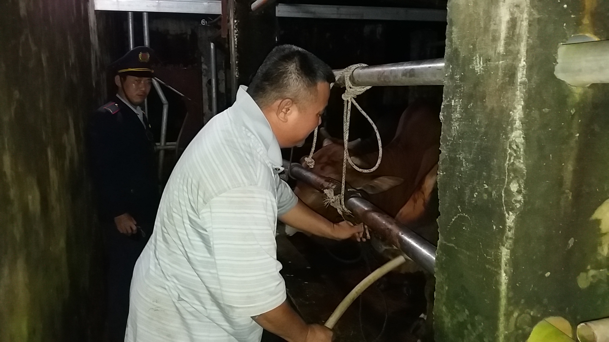 Ông Văn Công Đoan bị cơ quan chức năng bắt quả tang đang bơm nước vào bò trước khi giết mổ