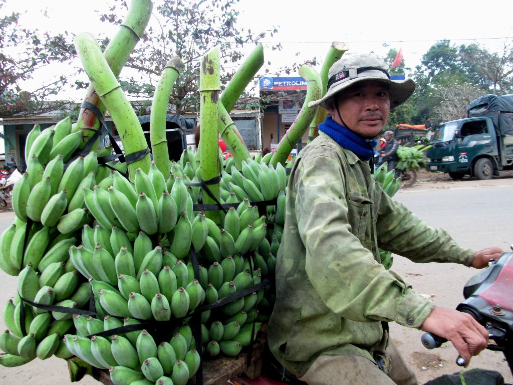 Cận Tết, chiêm ngưỡng “thủ phủ” chuối mốc Quảng Trị