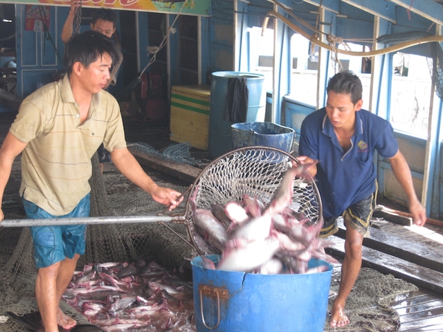 Giá cá tra tăng sau Tết, người nuôi không còn để bán