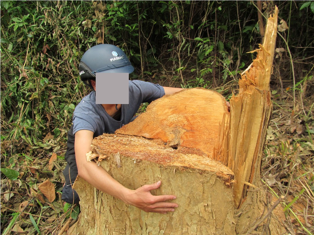 Vụ phá rừng ở Quảng Trị: Lập đoàn kiểm tra liên ngành