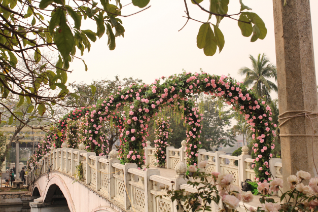 Ban tổ chức nói gì về hoa giả, hoa héo ở Lễ hội hoa hồng?
