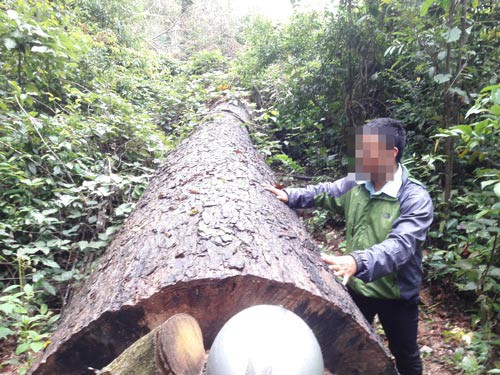 Chi tiền tỉ bảo vệ, rừng vẫn mất