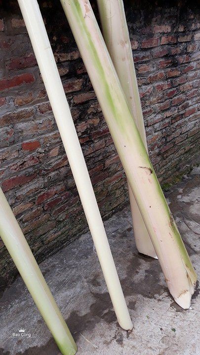 Ăn thân chuối hầm xương trong... đám tang! - Ảnh 2.