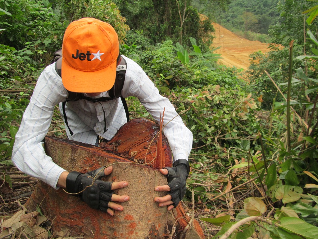 Một c&acirc;y bị đốn hạ chỉ c&ograve;n trơ gốc k&ecirc;u cứu 
