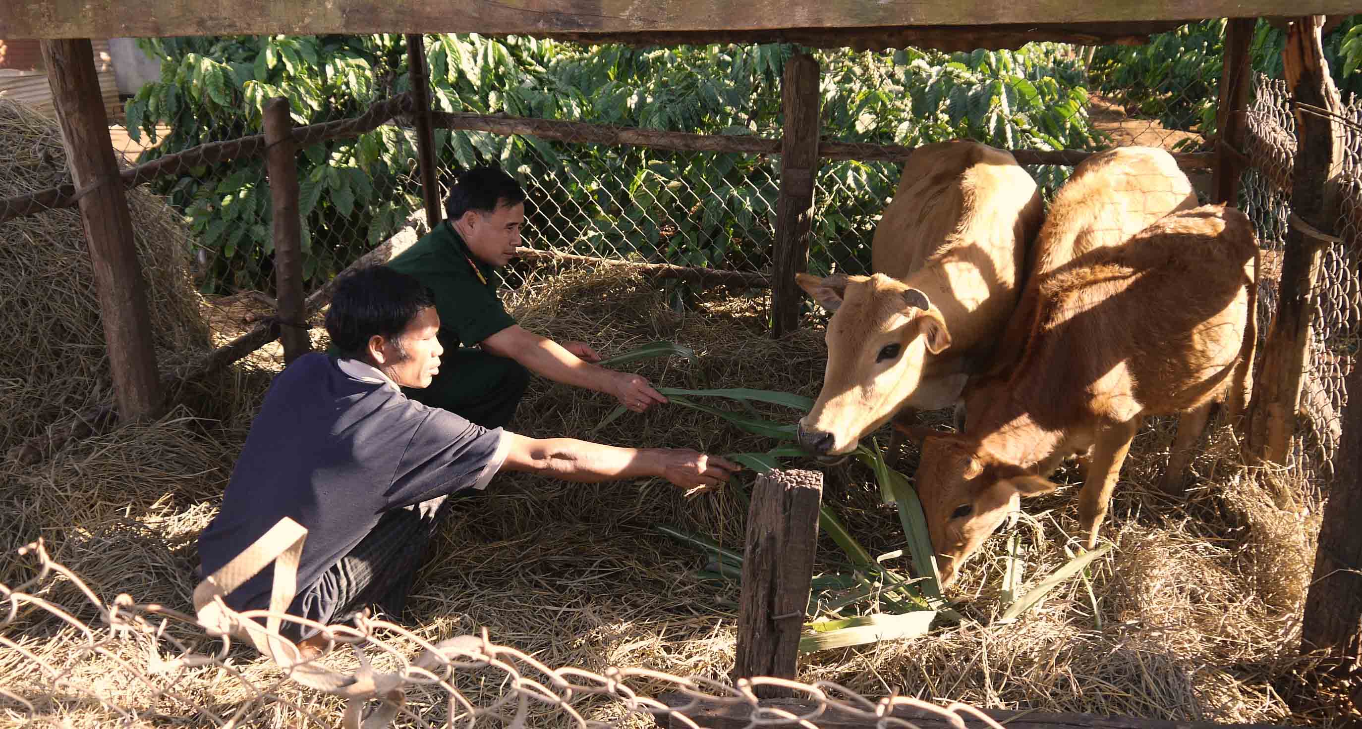 T&igrave;nh qu&acirc;n d&acirc;n giữa ng&agrave;n xanh - Ảnh 2.