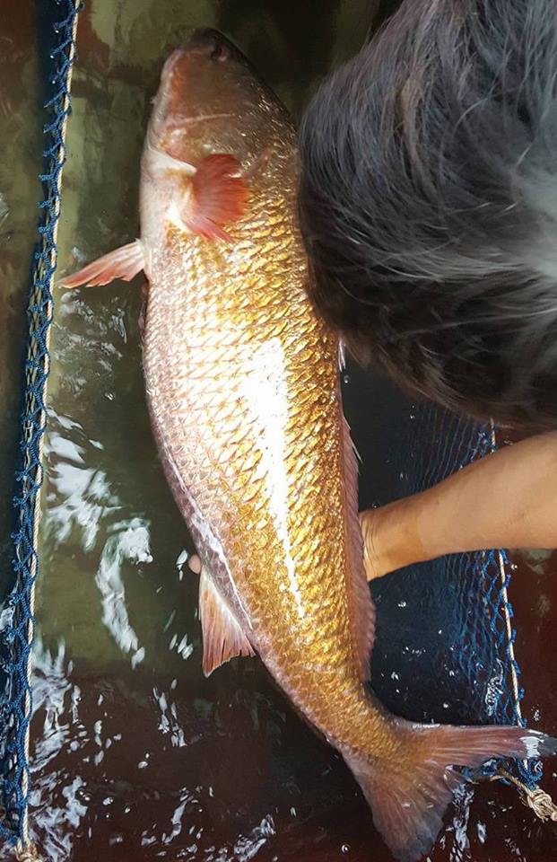 
Nhiều người d&acirc;n cho rằng con c&aacute; anh Sử bắt được l&agrave; c&aacute; sủ v&agrave;ng.
