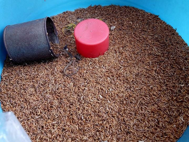 N&eacute;t qu&ecirc; độc đ&aacute;o của khu chợ chuy&ecirc;n b&aacute;n s&acirc;u bọ ở S&agrave;i G&ograve;n - Ảnh 4.