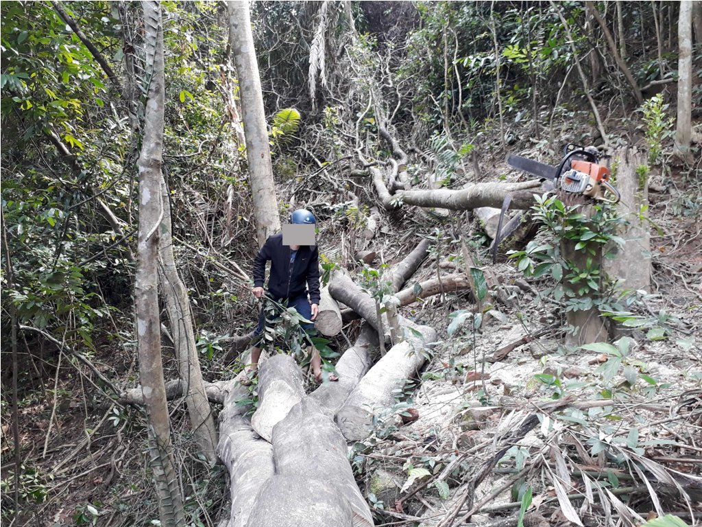 Gỗ nằm ngổn ngang trong rừng ph&ograve;ng hộ