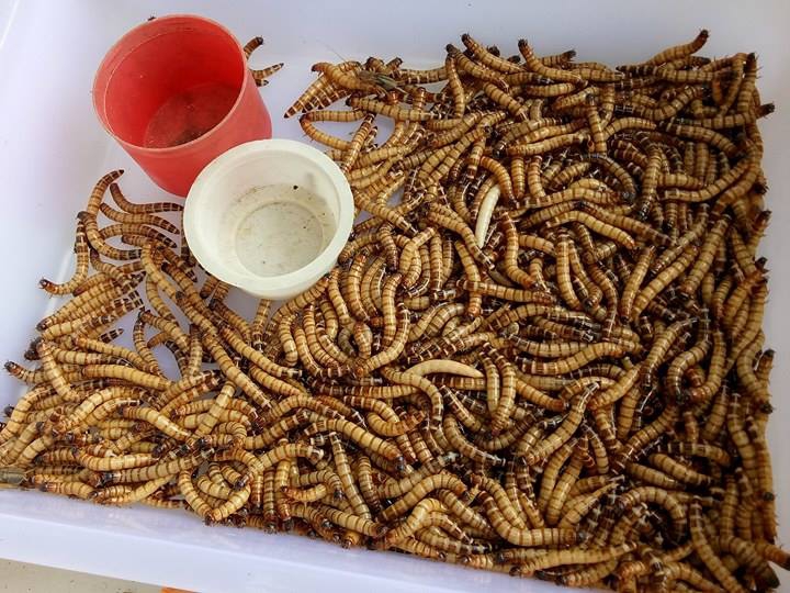 N&eacute;t qu&ecirc; độc đ&aacute;o của khu chợ chuy&ecirc;n b&aacute;n s&acirc;u bọ ở S&agrave;i G&ograve;n - Ảnh 5.
